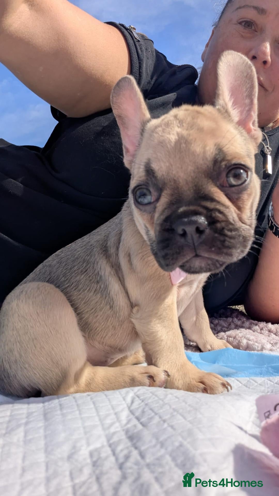 French Bulldog dogs 2 STUNNING FRENCHIES LEFT - Advert 3