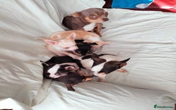 Chihuahua dogs for sale: Gorgeous Baby Chihuahua puppies  - Image 25