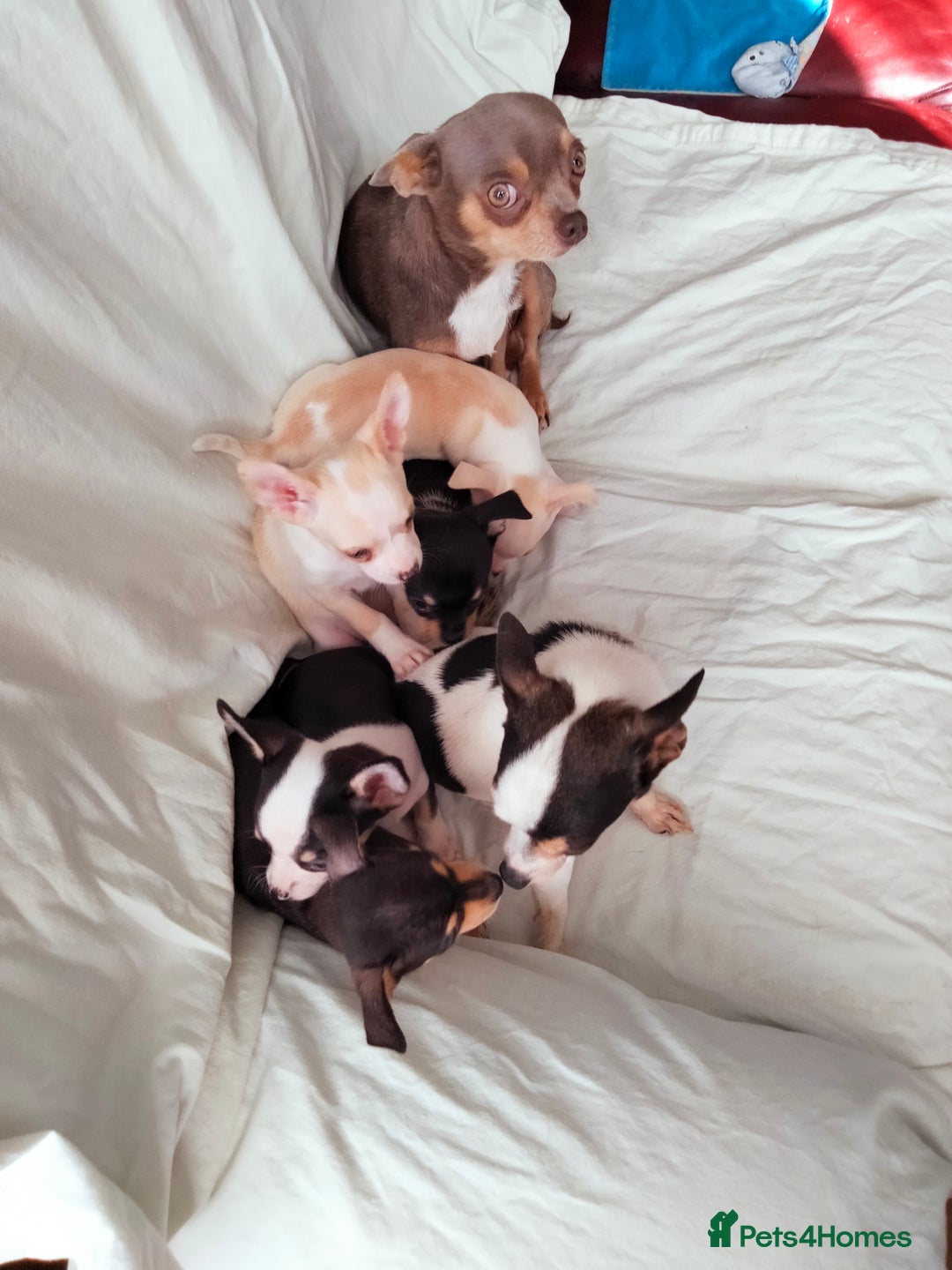 Chihuahua dogs for sale: Gorgeous Baby Chihuahua puppies  - Image 25