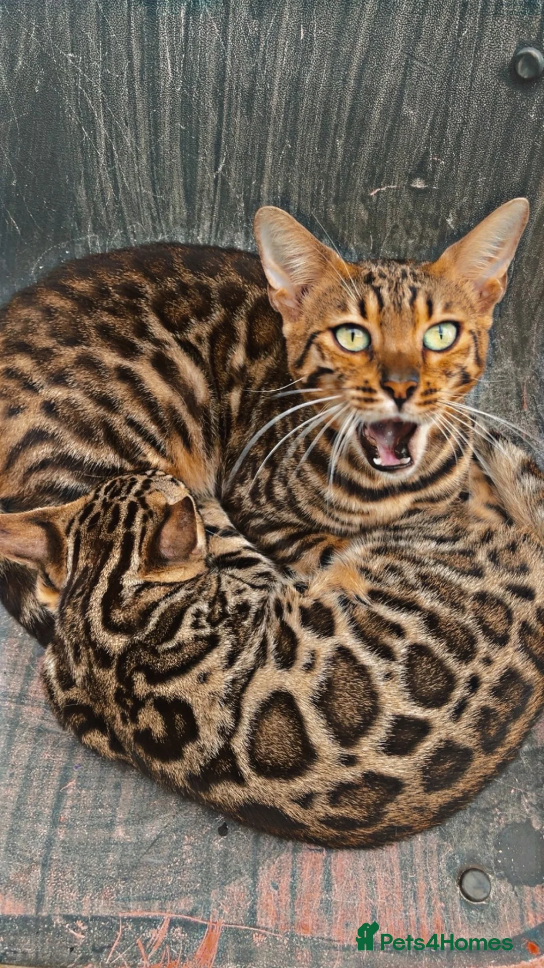 Bengal cats for sale: 2 year old glittery pearl  - Advert 2