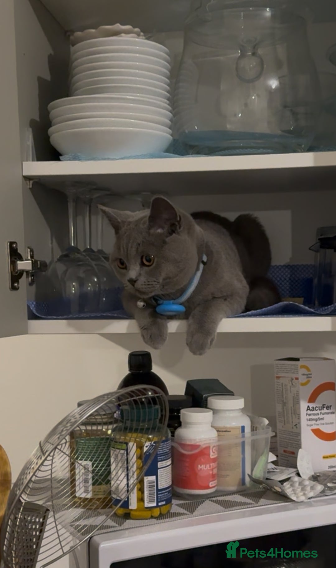 British Shorthair cats for stud: British shorthair for stud duties - Cardiff - Image 3