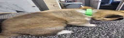 Akita dogs for sale: Kc regestered American akita pups  in Alness - Advert 10