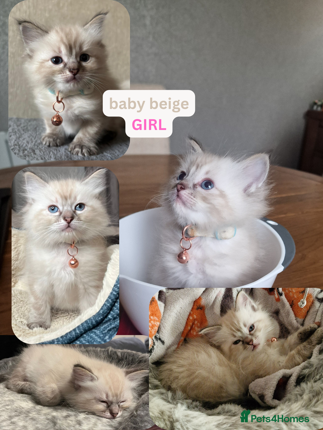 Ragdoll cats for sale: 6 beautiful PURE Ragdolls - Champion Bloodlines - Image 5