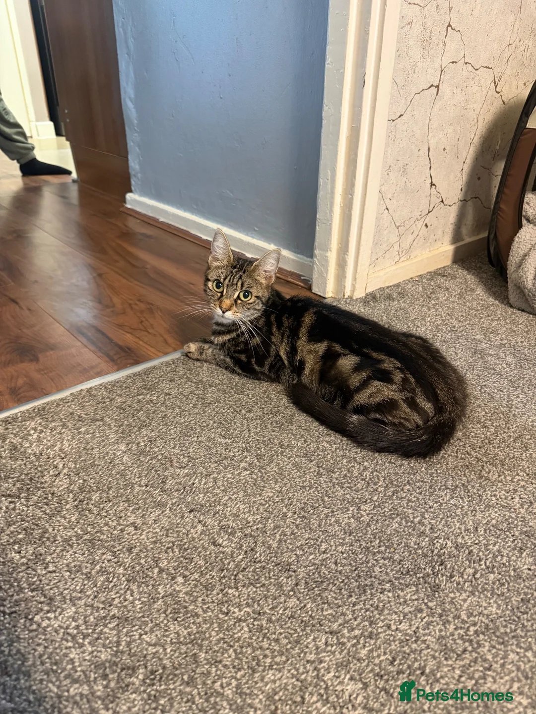 Mixed Breed cats for sale: Beautiful mixed litter  in Northampton - Advert 2