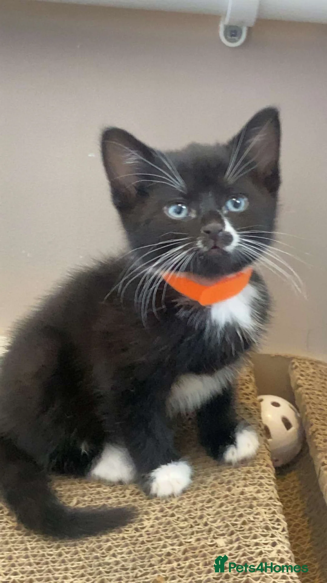 Mixed Breed cats for sale: Stunning Russian Blue Mixed Kittens in Wisbech - Advert 12