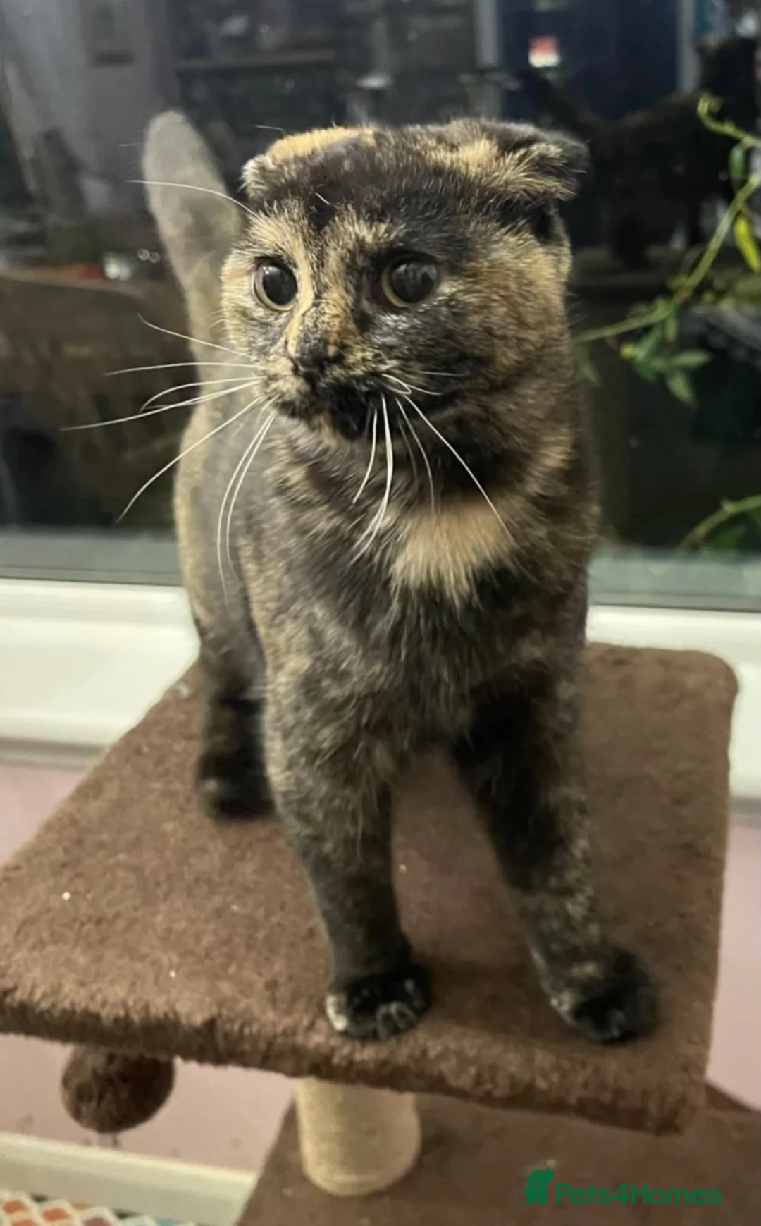 Scottish Fold cats for sale: Scottish fold cross Munchkins in Ballater - Advert 2