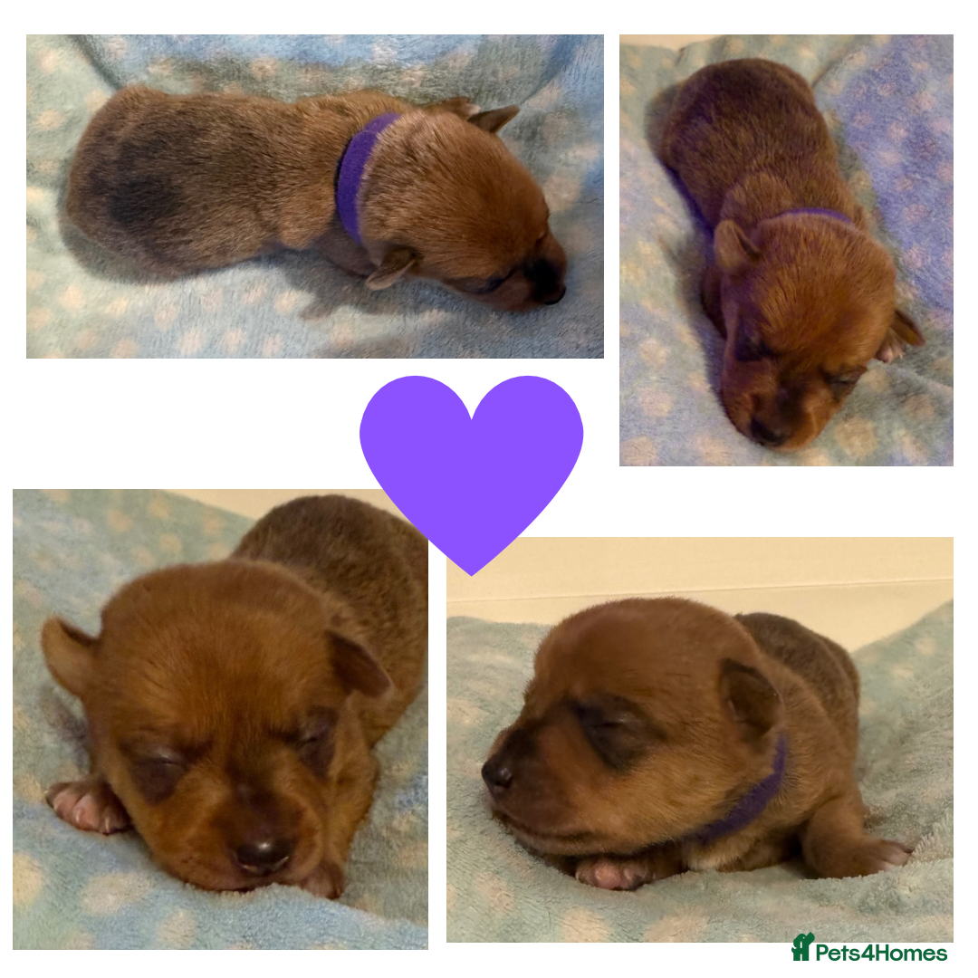 Jack Russell dogs for sale: Stunning Rainbow Litter of Jack Russell Terriers  - Image 3