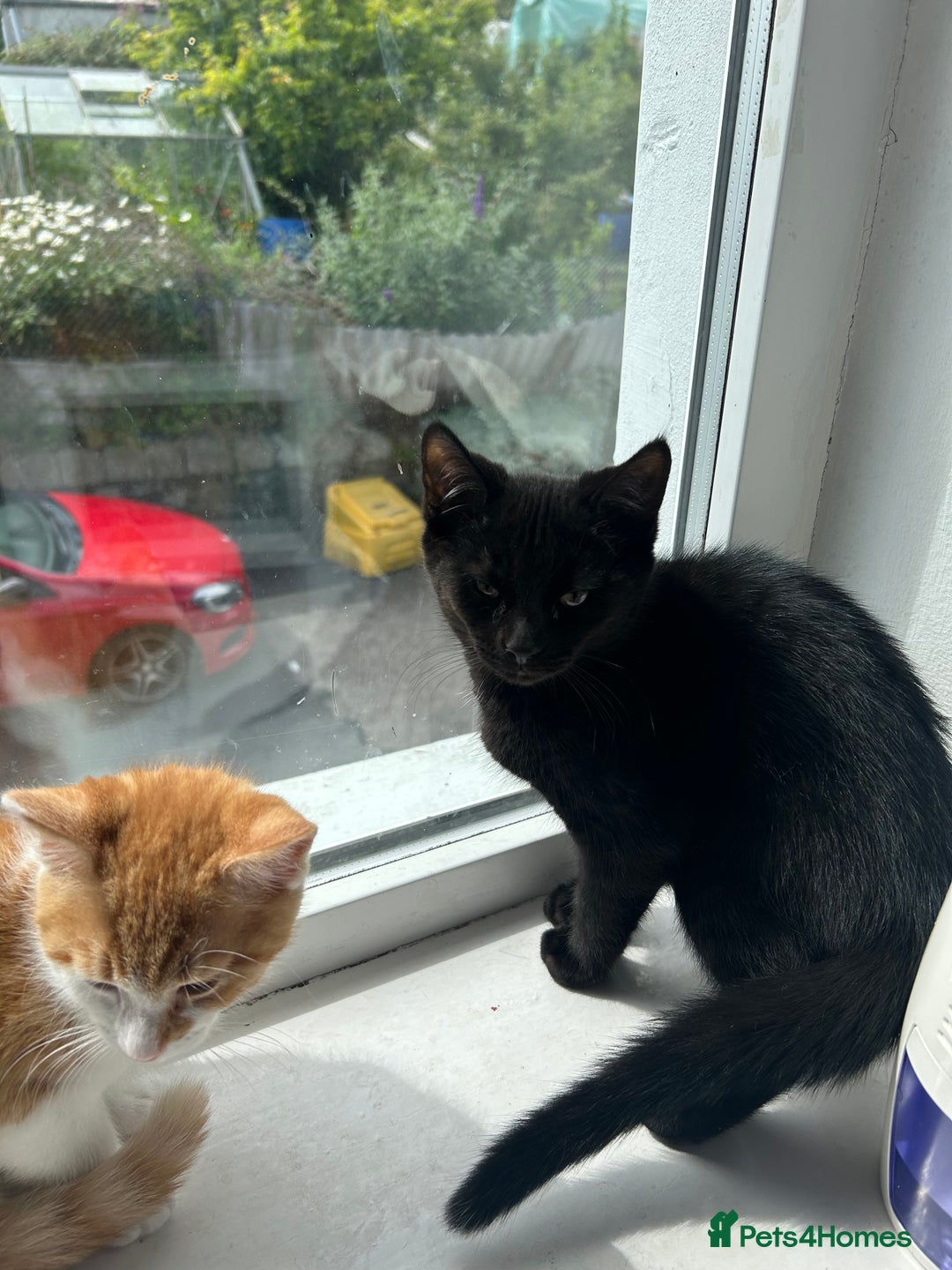 Mixed Breed cats for sale: Gorgeous Kittens for Sale - Image 2