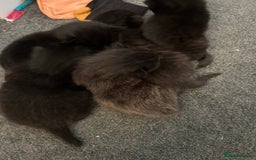 Mixed Breed cats for sale: Our beautiful cat has had a beautiful litter!  - Image 4