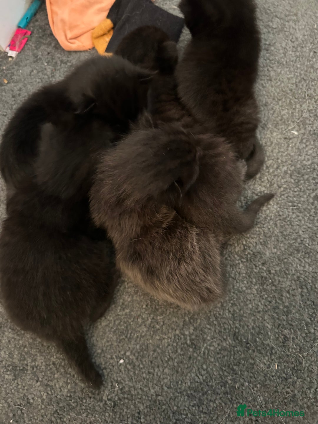 Mixed Breed cats for sale: Our beautiful cat has had a beautiful litter!  - Image 4