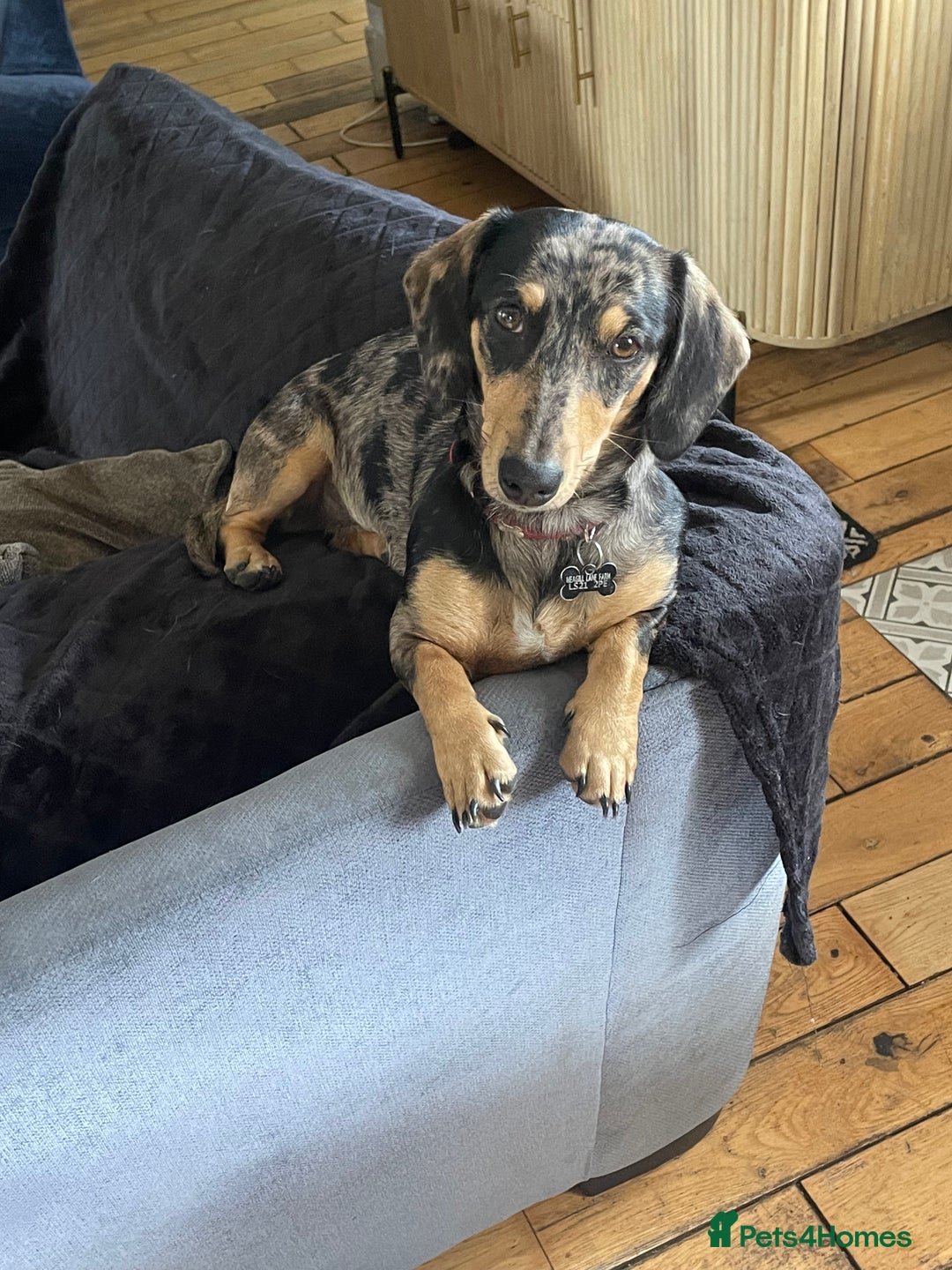 Dachshund dogs for sale: Stunning dachshund adult female  - Advert 3