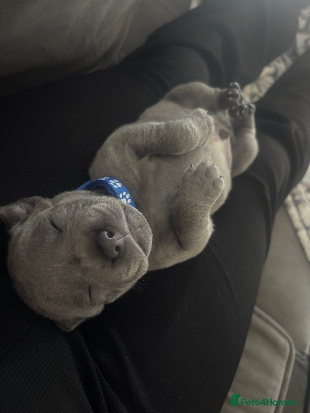 Staffordshire Bull Terrier dogs for sale: 💥READY TO LEAVE NOW 💥 PURE BLUE STAFFS PUPS🩵 in Barnsley - Image 18