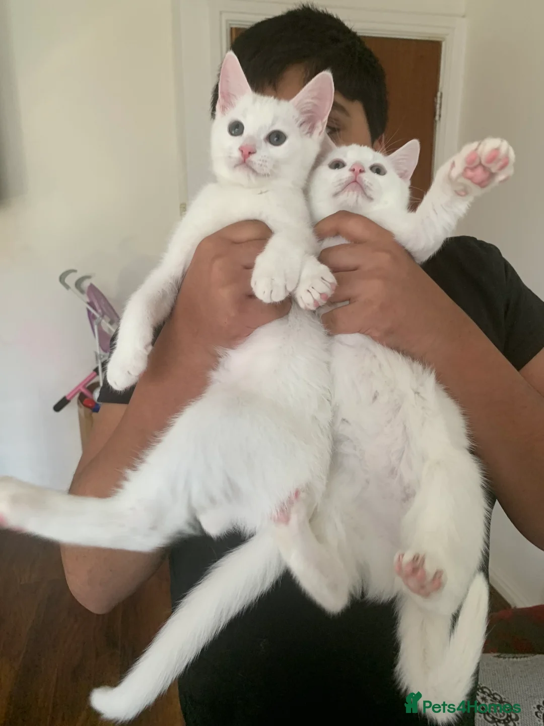 British Shorthair cats for sale: Ragdoll/BSH and Domestic mixed kittens - Advert 8