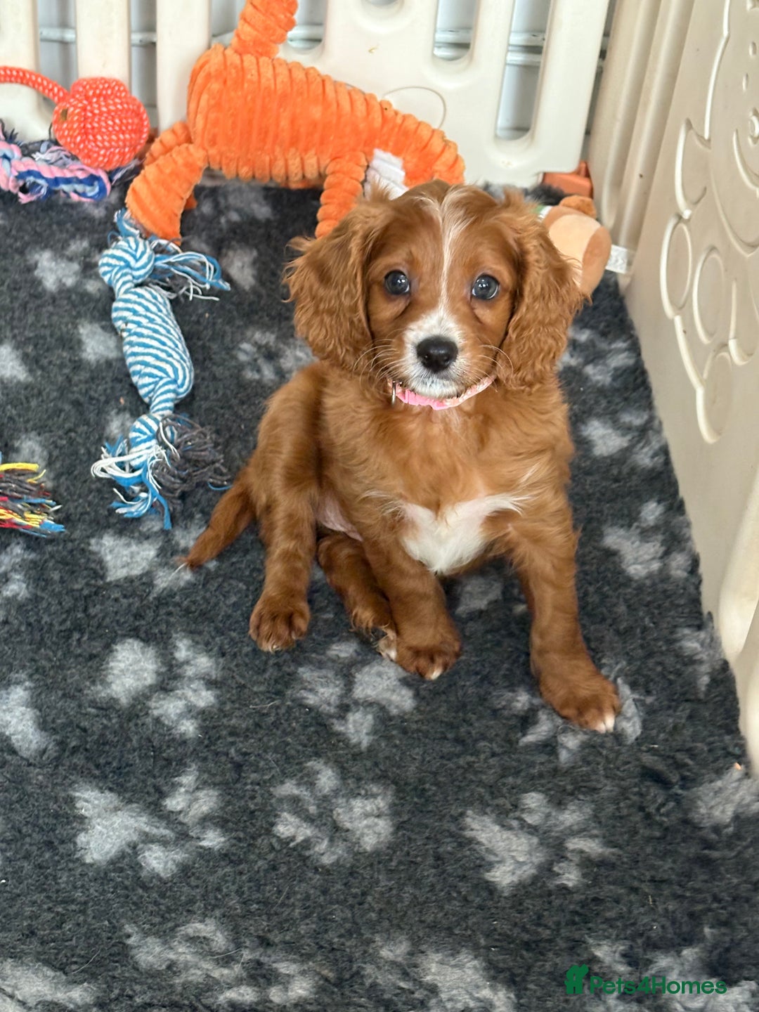 Cavapoo dogs for sale: READY NOW!! F1 Cavapoos  - Image 14