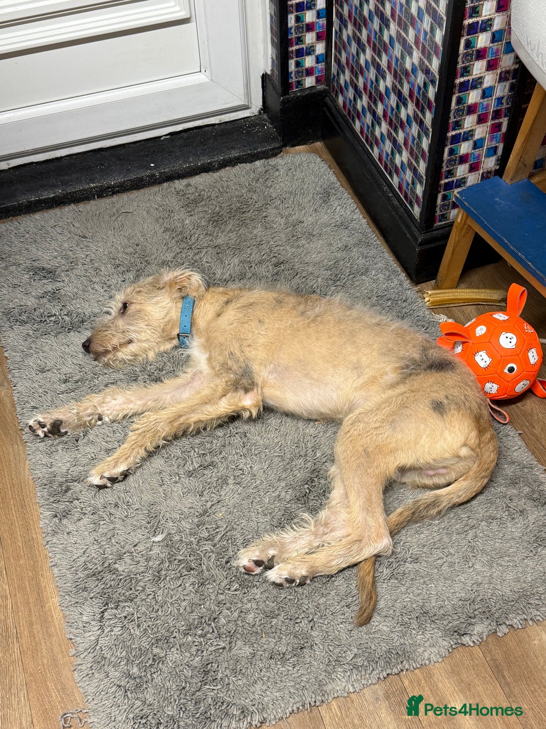 Mixed Breed dogs for sale: Teddy 6 month old - Image 2