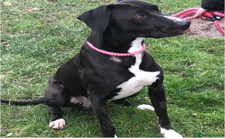 Lurcher dogs - Advert 3