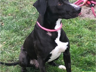 Lurcher dogs for adoption: Draco - Advert 2