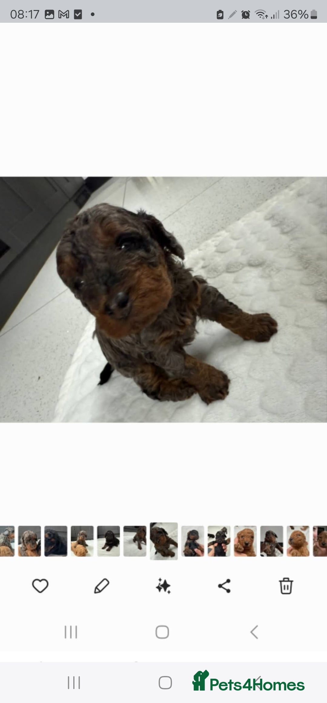 Cockapoo dogs for sale: F2 Cockapoo puppies for sale  - Image 21