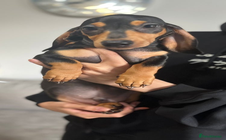 Dachshund dogs - Advert 6