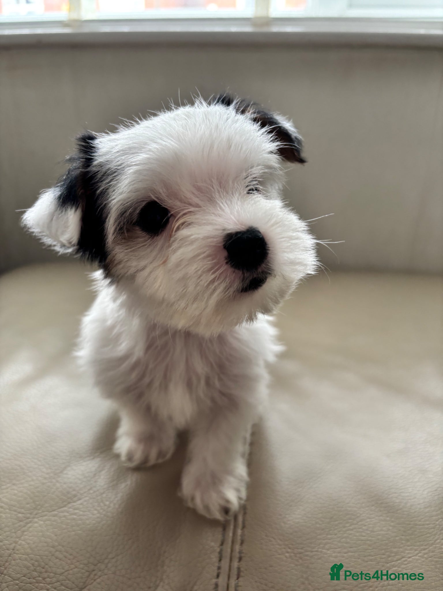 Yorkshire Terrier dogs 🐶 Last stunning  Biewer boy available 💙 - Advert 5