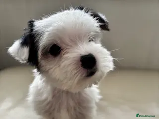 Yorkshire Terrier dogs 🐶 Last stunning Biewer boy available 💙 - Advert 5