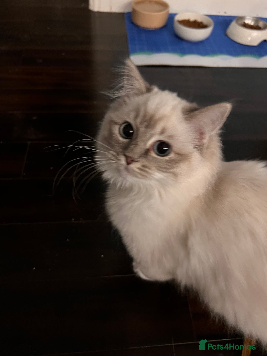Ragdoll cats for sale: Pure breed ragdoll - Advert 7