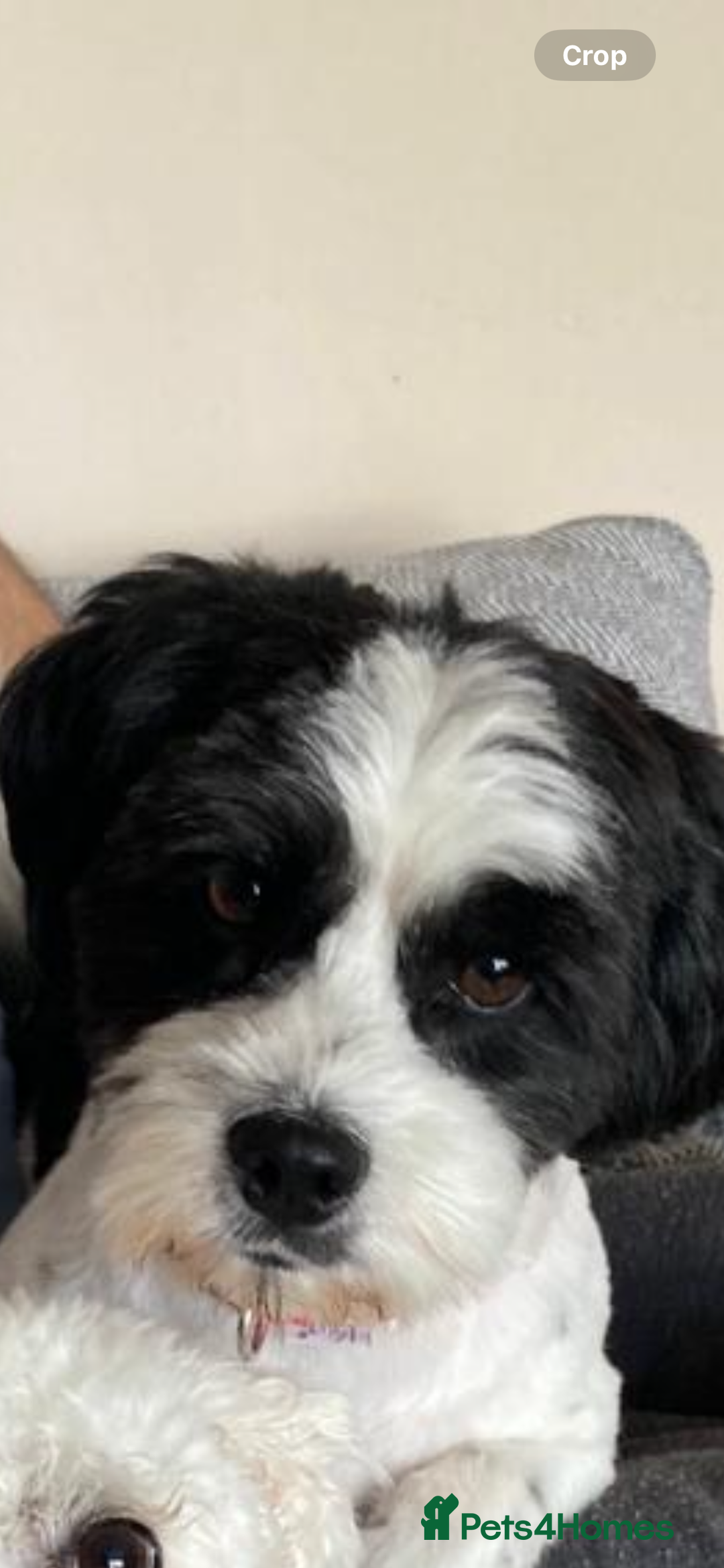 Mixed Breed dogs for sale: Jack Russell x Zoochon Puppies - Advert 2