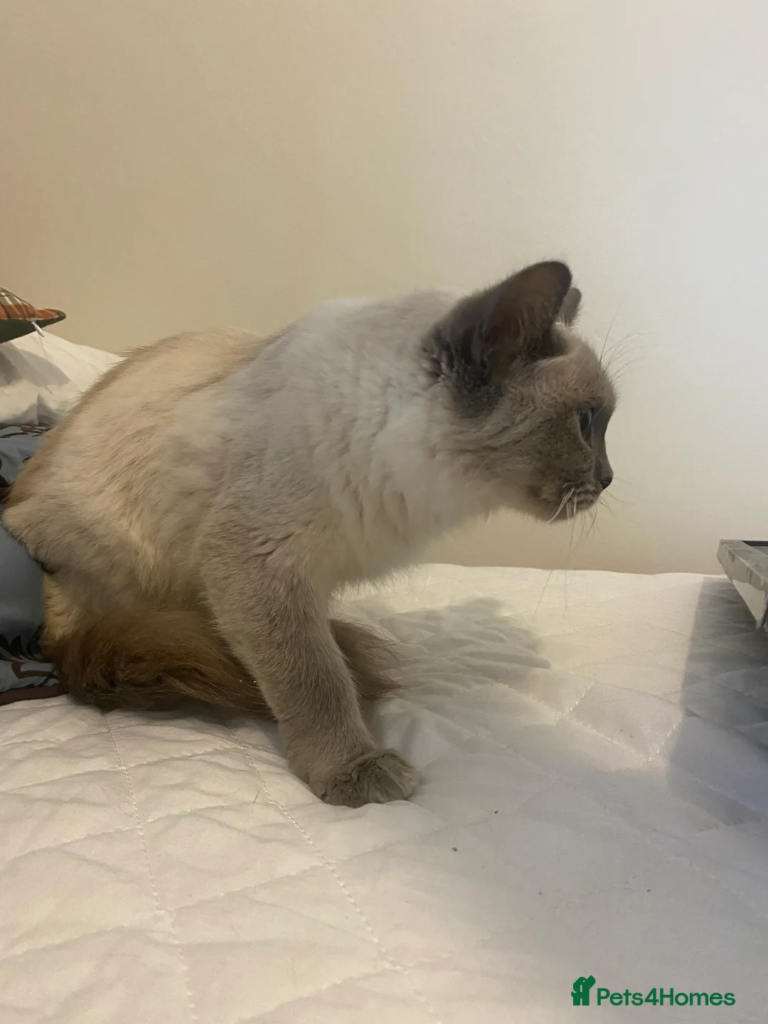 Mixed Breed cats for sale: Ragdol x bengal 2 left  - Advert 22