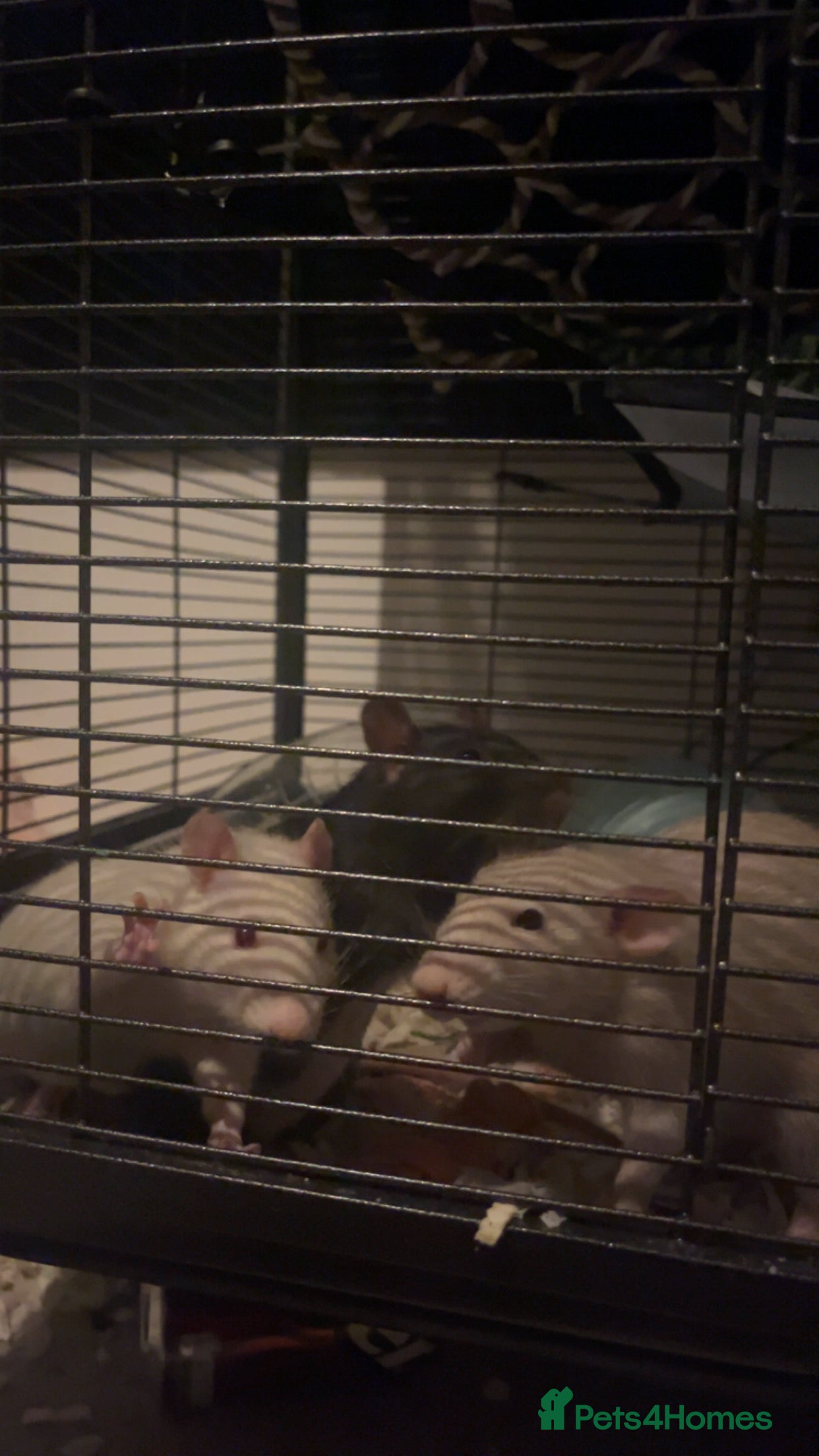 Rat rodents 3 female rats urgent need of rehoming - Advert 1