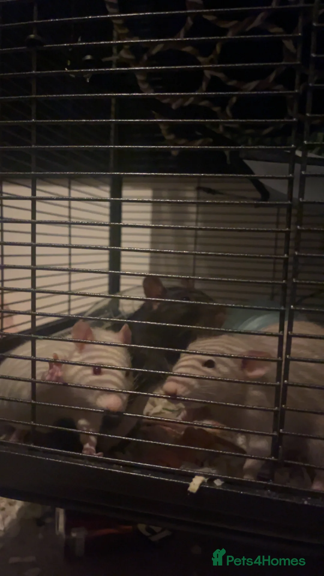 Rat rodents for sale: 3 female rats urgent need of rehoming - Advert 1