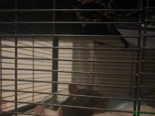 Rat rodents 3 female rats urgent need of rehoming - Advert 1