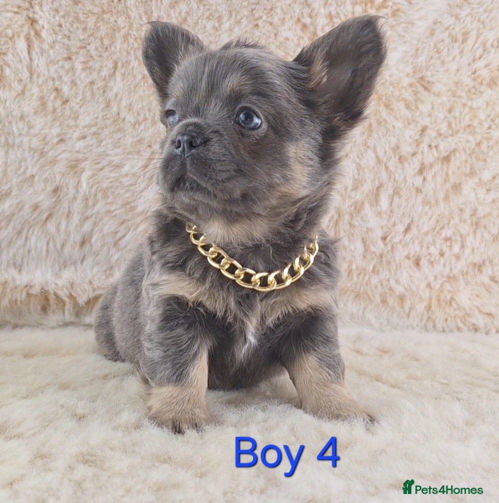 Chihuahua dogs  Chihuahua X French Bulldog Puppies  - Advert 18