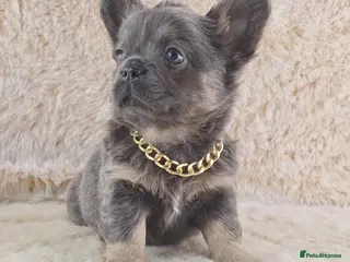 Chihuahua dogs Chihuahua X French Bulldog Puppies - Advert 5