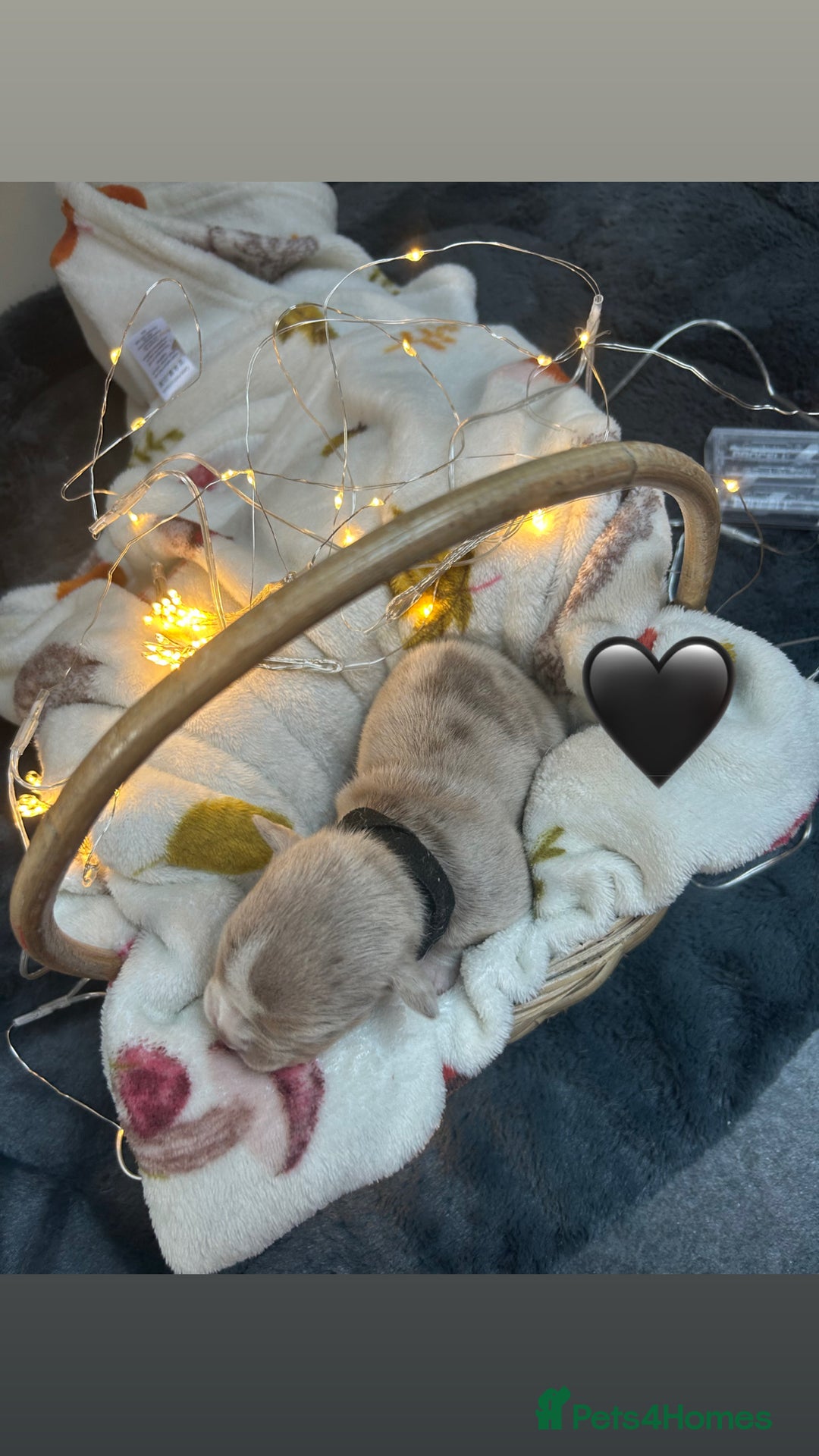 Olde English Bulldogge dogs for sale: STUNNING NEBBR OLDE ENGLISH BULLDOGGE PUPPIES in Epping - Image 26