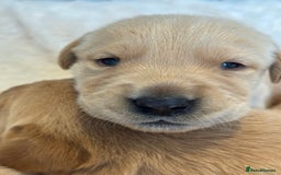 Goldador dogs for sale: Gorgoeus Goldador’s  - Image 10