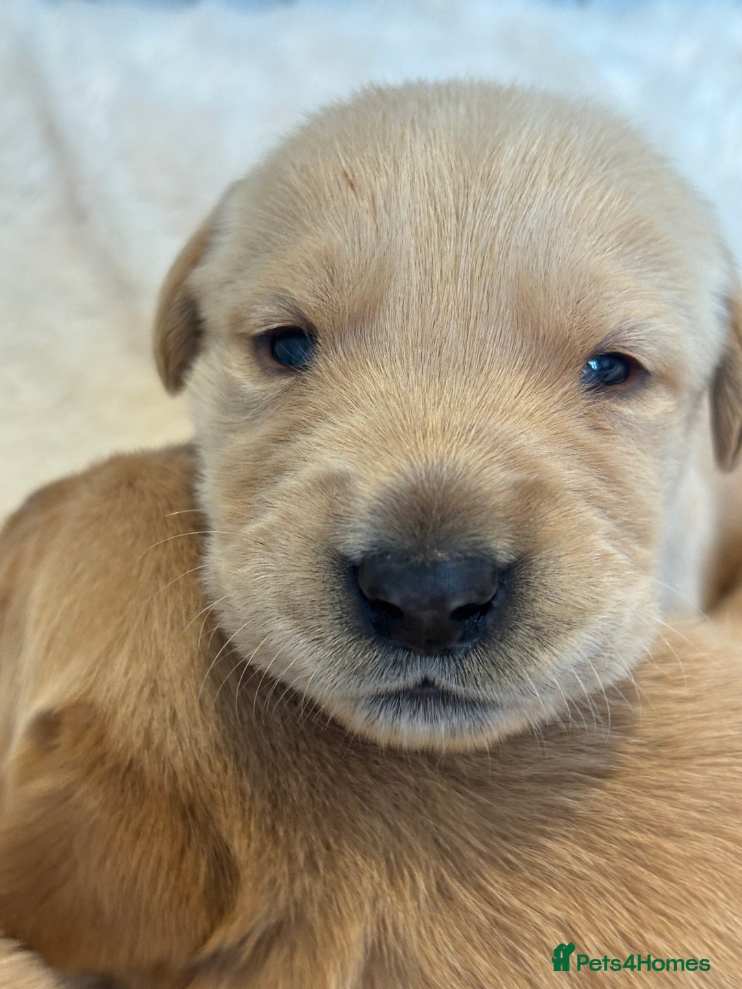 Goldador dogs for sale: Gorgoeus Goldador’s  - Image 10