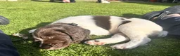 English Springer Spaniel dogs for sale: Stunning KC Registered ESS from working stock - Advert 19