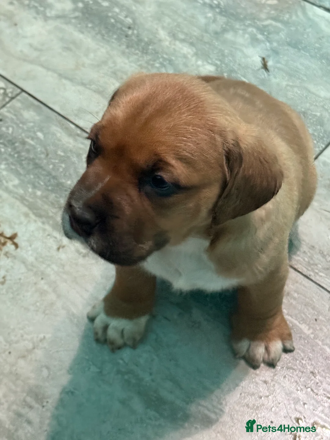 Mixed Breed dogs for sale: Chunky boys - Advert 14