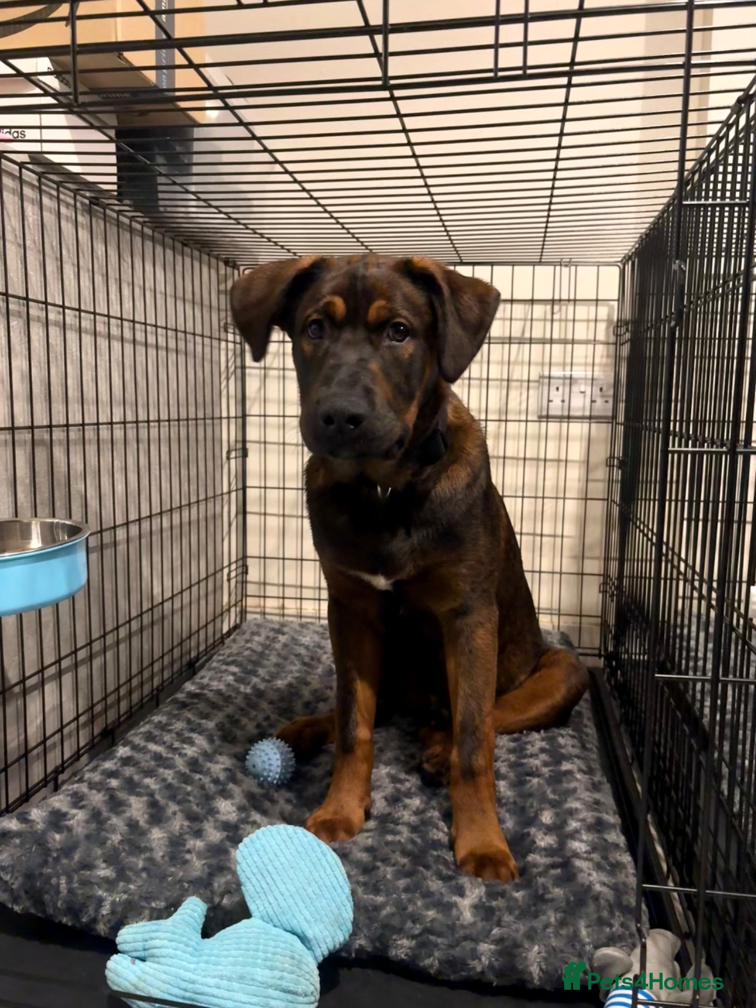 Mixed Breed dogs for sale: Creed & Kane  - Advert 6