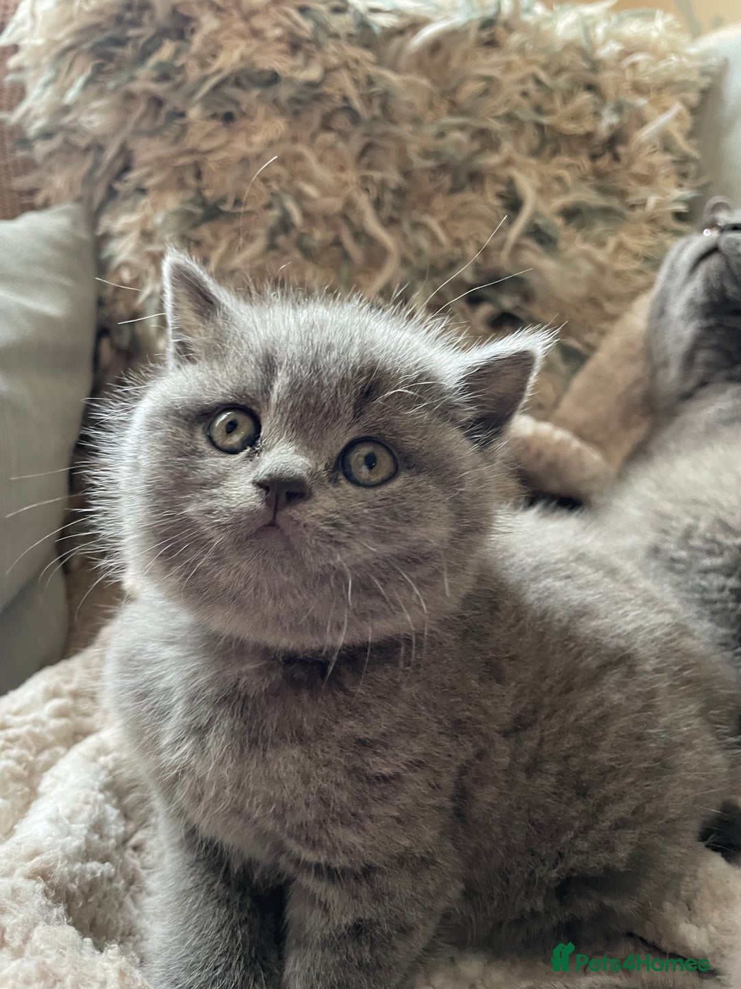 British Shorthair cats for sale: Beautiful, chunky, British shorthair kittens  - Advert 14