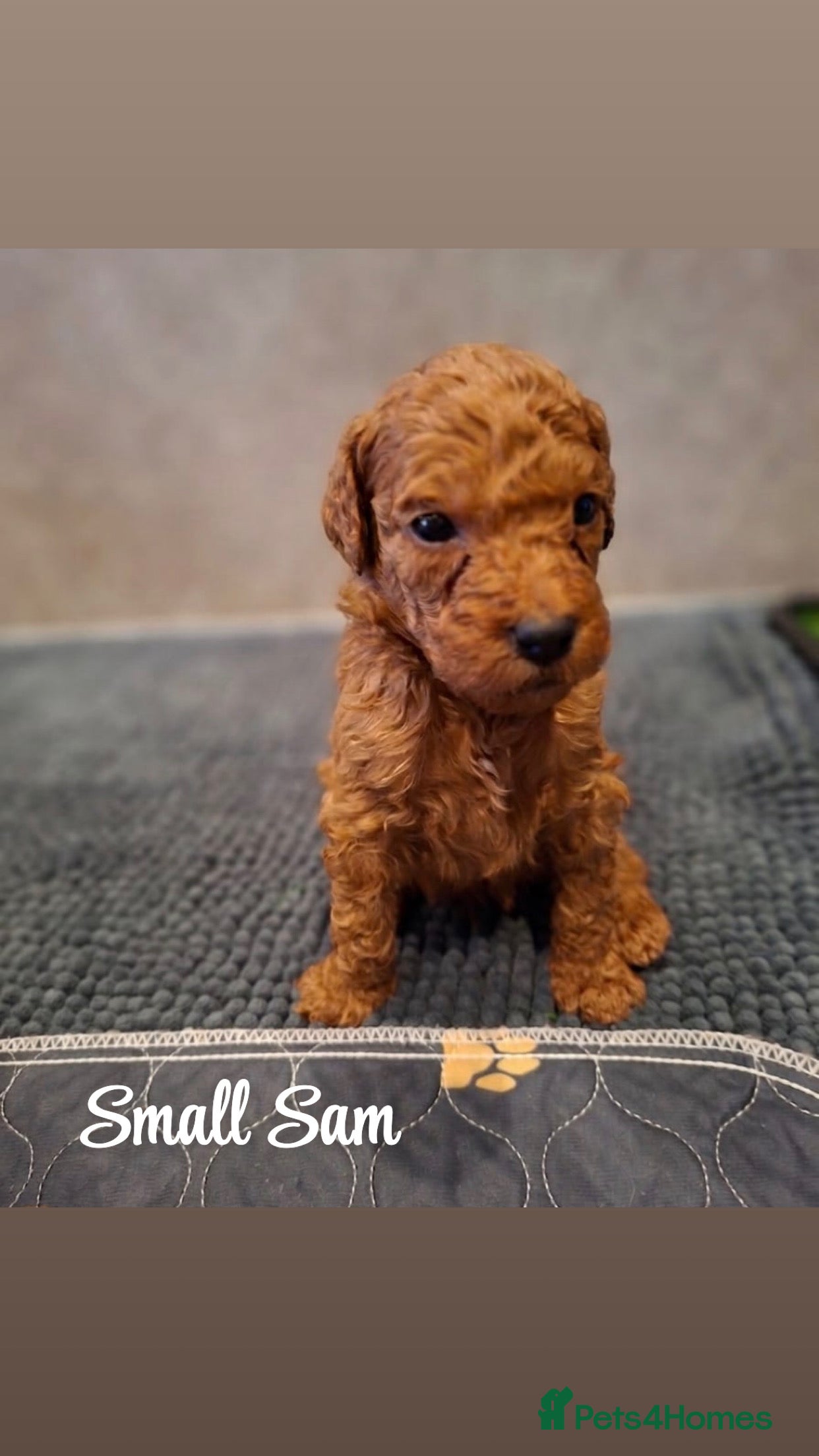 Goldendoodle dogs F1bb goldendoodle puppies  - Advert 2