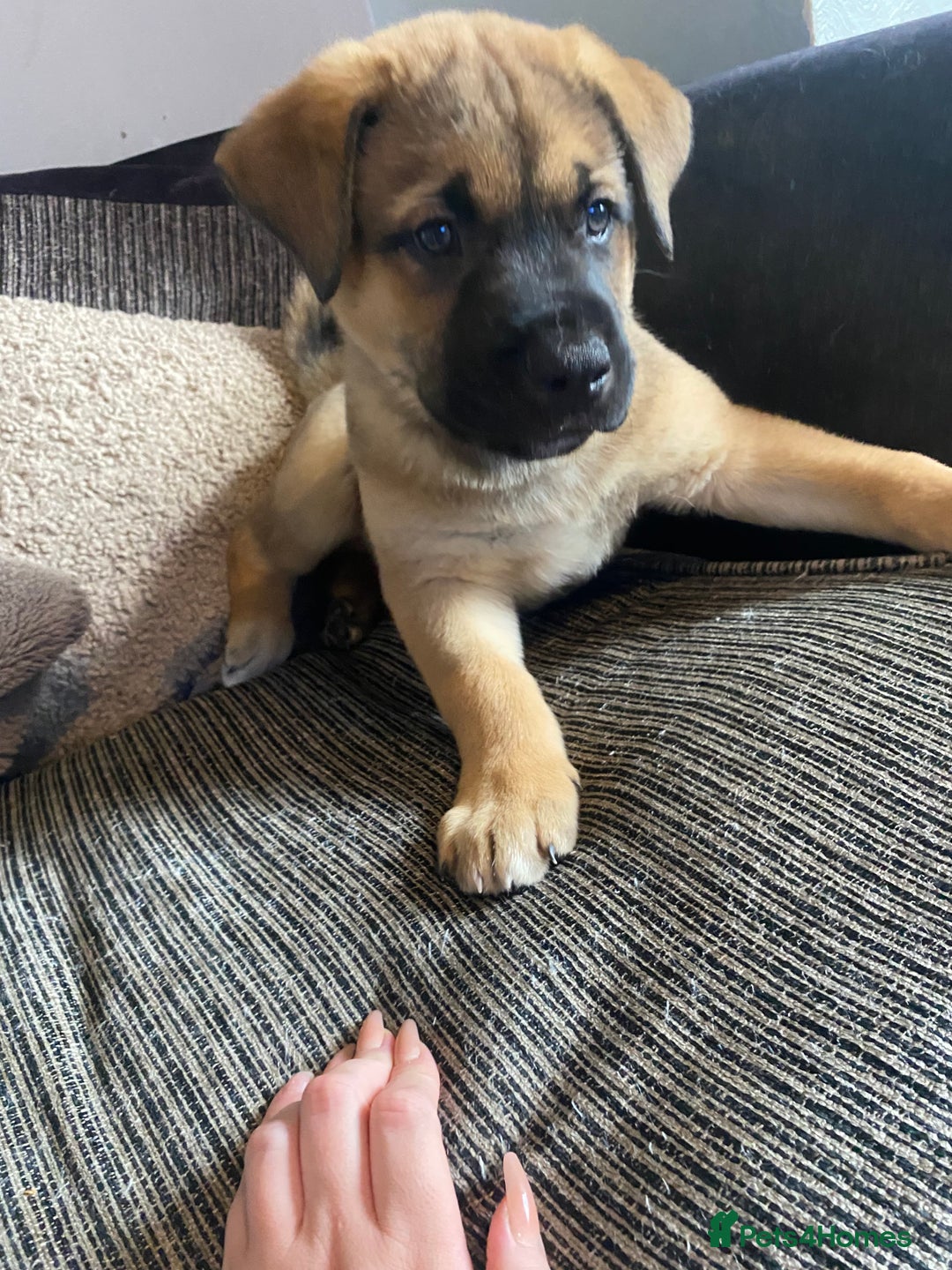 Mixed Breed dogs for sale: Rottweiler x Akita puppy  - Image 3
