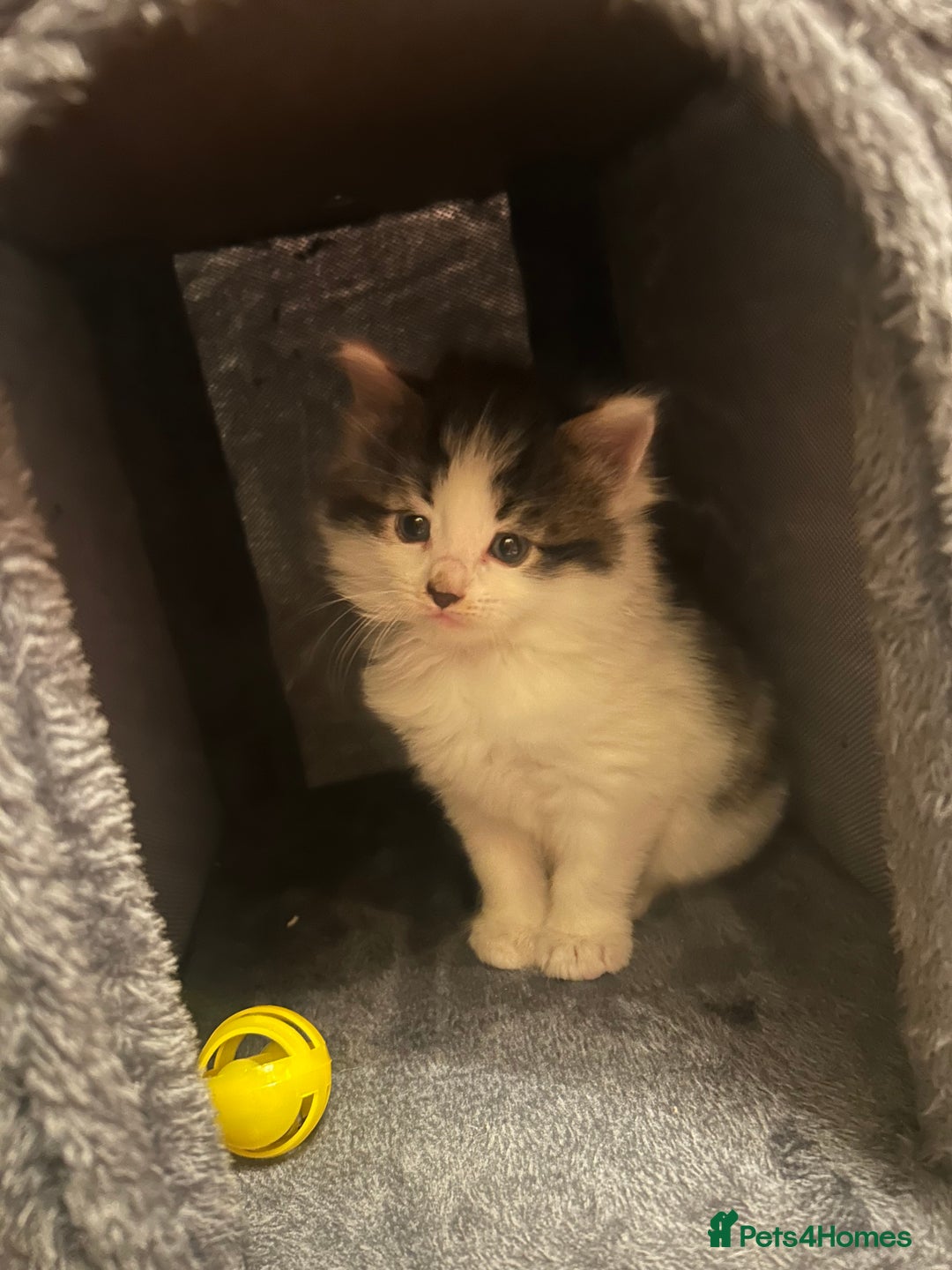 British Longhair cats for sale: Gorgeous Friendly Kittens - Advert 28