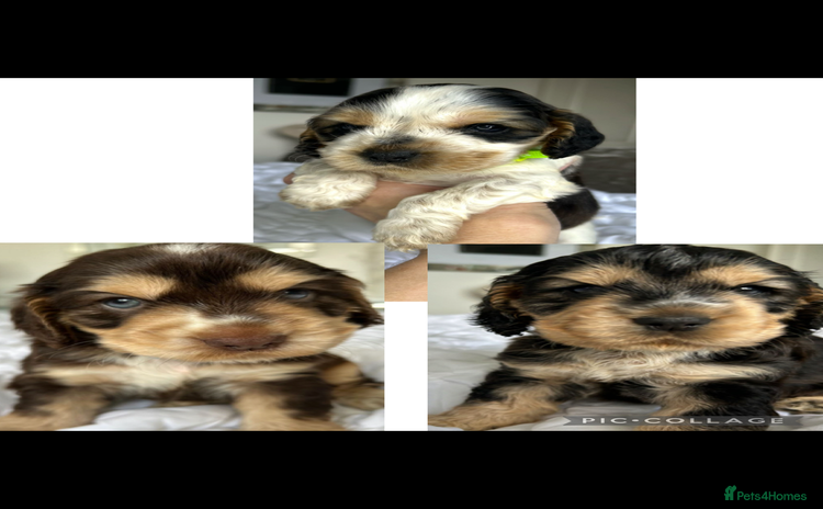 Cocker Spaniel dogs - Advert 2