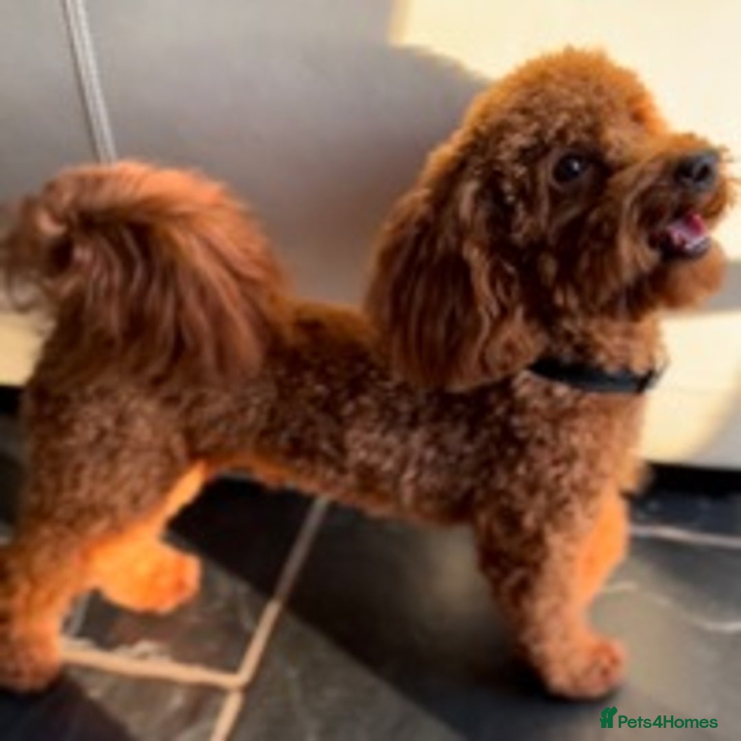 Toy Poodle dogs for stud: ONLY 3KG 9INCH Red DNA Tested Toy Poodle STUDS!! in Welshpool - Advert 9