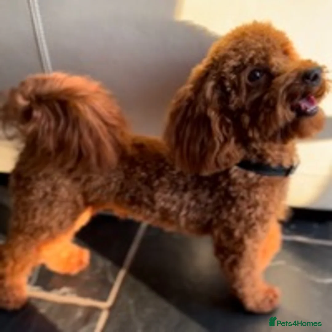 Toy Poodle dogs for stud: ONLY 3KG 9INCH Red DNA Tested Toy Poodle STUDS!! in Welshpool - Advert 9