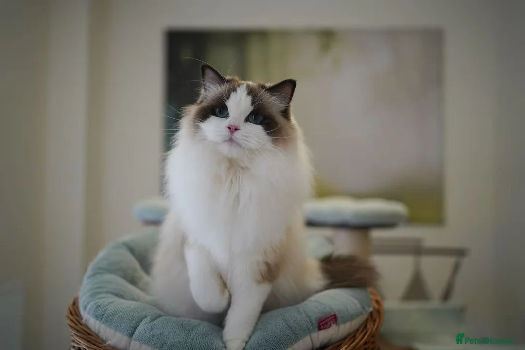 Ragdoll cats for sale: TiCA registered seal lynx bicolor boy - Advert 6