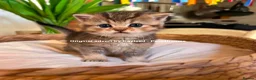 British Shorthair cats for sale: GCCF Registered British Shorthair Kittens Golden🌟 - Advert 15