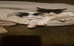 Mixed Breed cats for sale: 2 beautiful kittens - Image 3
