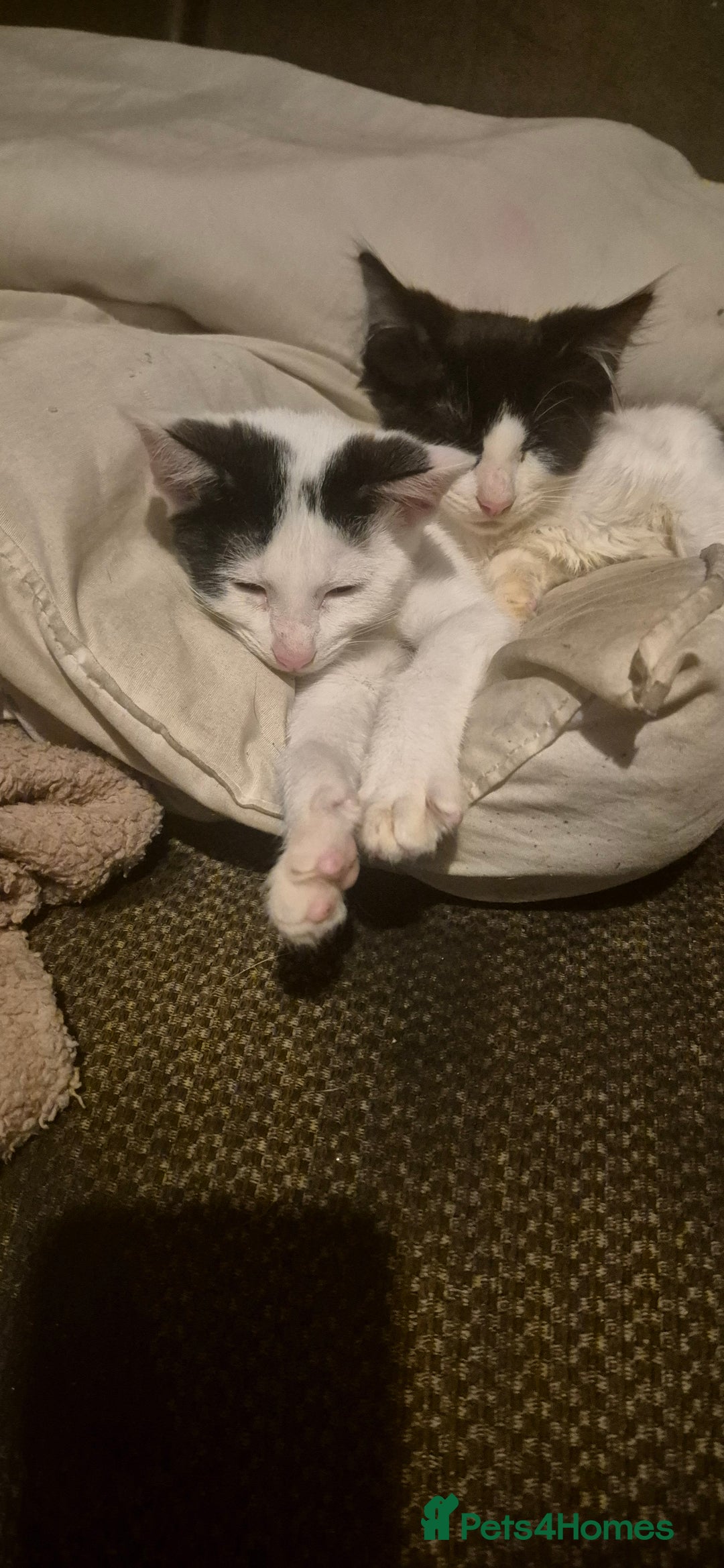 Mixed Breed cats for sale: 2 beautiful kittens - Image 3